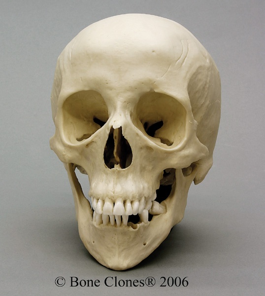 a human skull is shown on a gray background