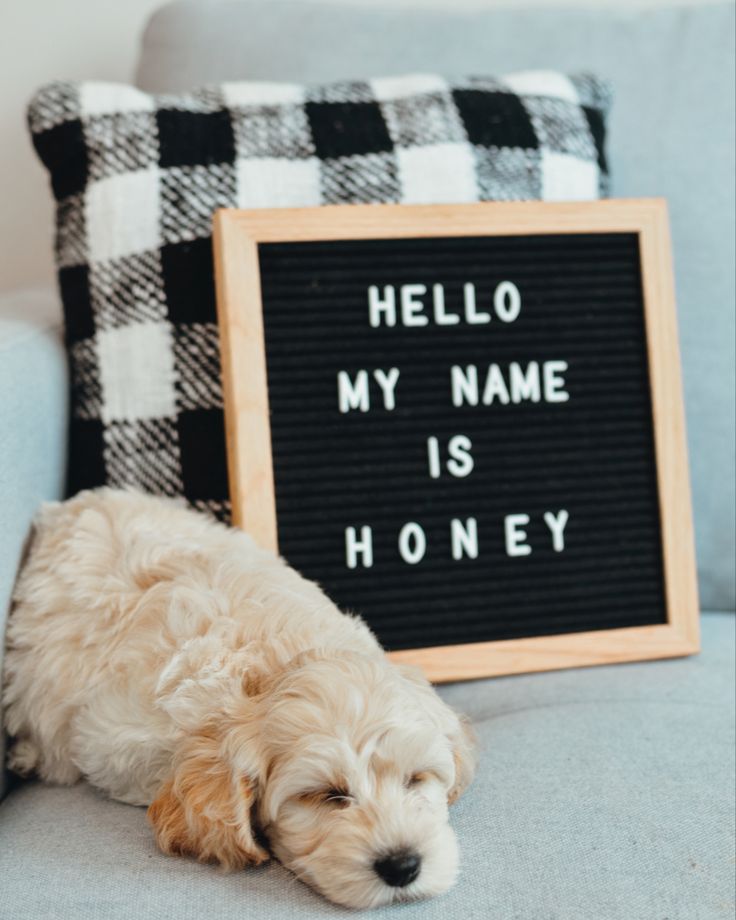 a dog laying on the couch next to a sign that says hello my name is honey