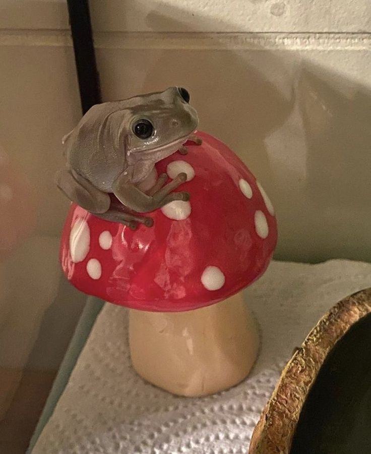 a frog sitting on top of a red mushroom with white polka dot dots in front of a mirror