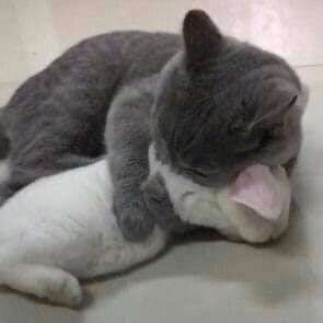 a gray and white cat laying on top of a bed with a stuffed animal in it's mouth