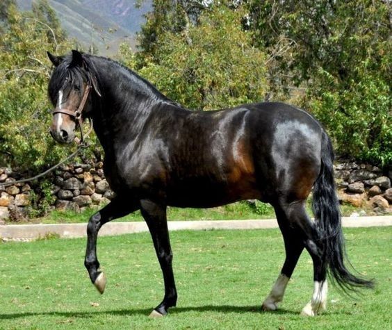 a black horse is trotting through the grass in front of some rocks and trees