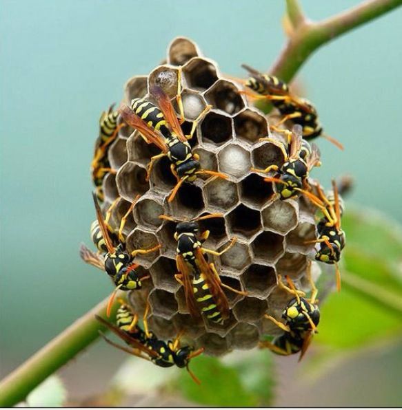 a bunch of yellow and black bugs sitting on top of a honey beehive