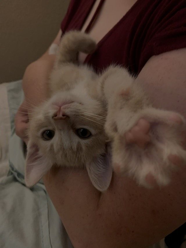 a person holding a kitten in their arms