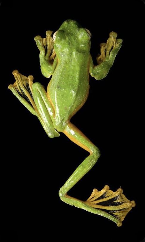 a green frog sitting on top of a black background