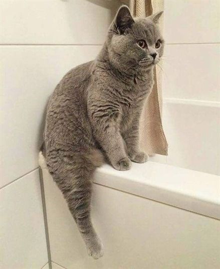 a gray cat sitting on the edge of a bath tub