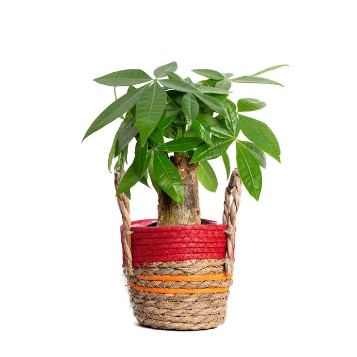 a small potted plant in a red and yellow rope basket on a white background