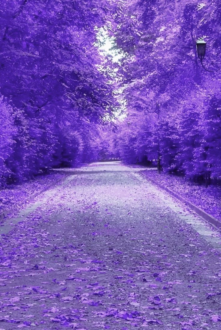 the road is lined with purple trees and leaves