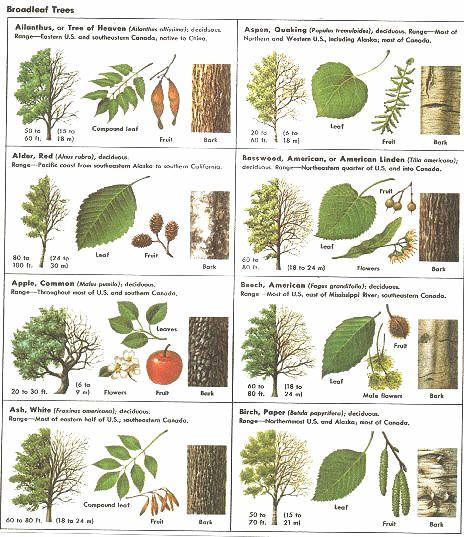 an image of different types of trees