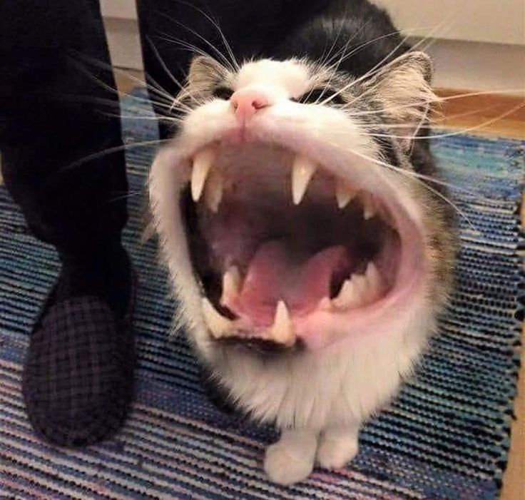 a cat with its mouth open and it's teeth wide open on the floor