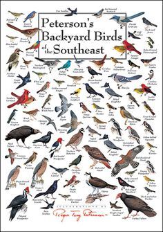 a poster with many different kinds of birds in the middle of it's frame