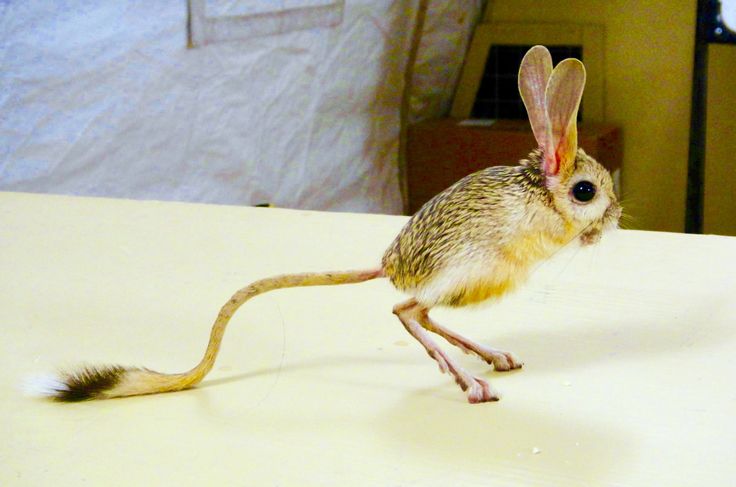 a small rodent is standing on its hind legs and has it's tail extended