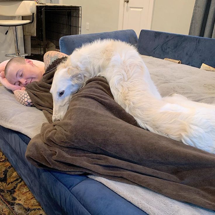 a woman laying on top of a couch next to a white dog with her head under a blanket