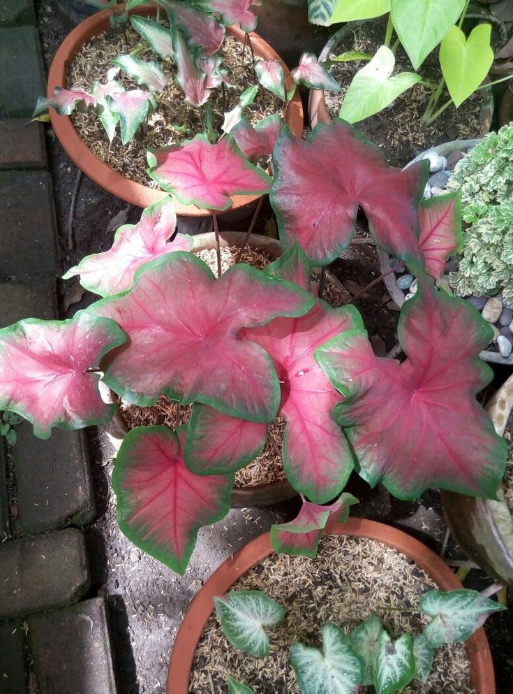 several potted plants with pink and green leaves