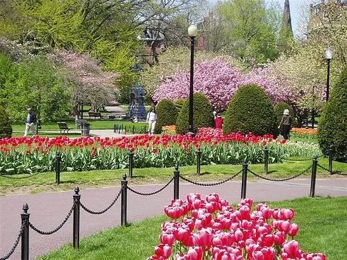 the flowers are blooming in the park