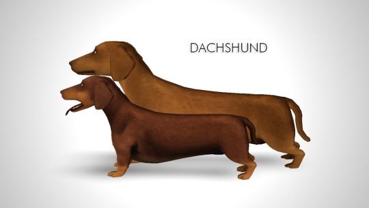 two brown dogs standing next to each other on a white background with the caption dachshund