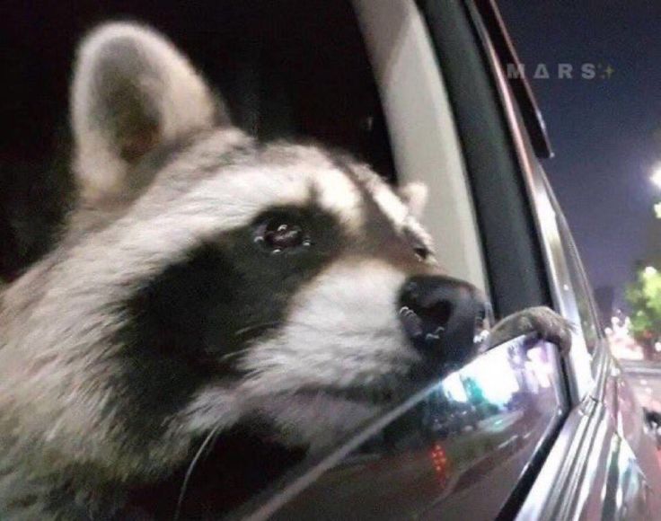 a raccoon sticking its head out the window of a car at night time