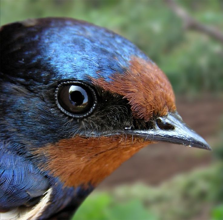 a close up of a blue bird with brown and black feathers on it's head