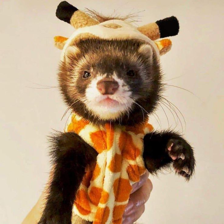 a ferret wearing a scarf with horns on it's head and eyes, while being held by a human hand