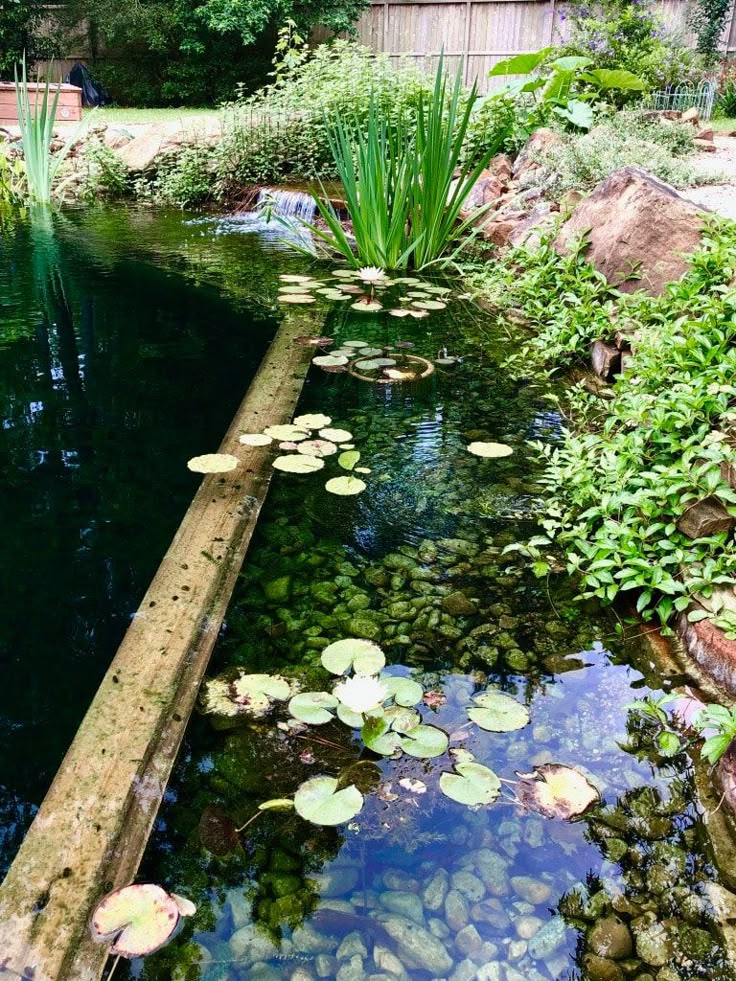 a pond with water lilies and plants in it