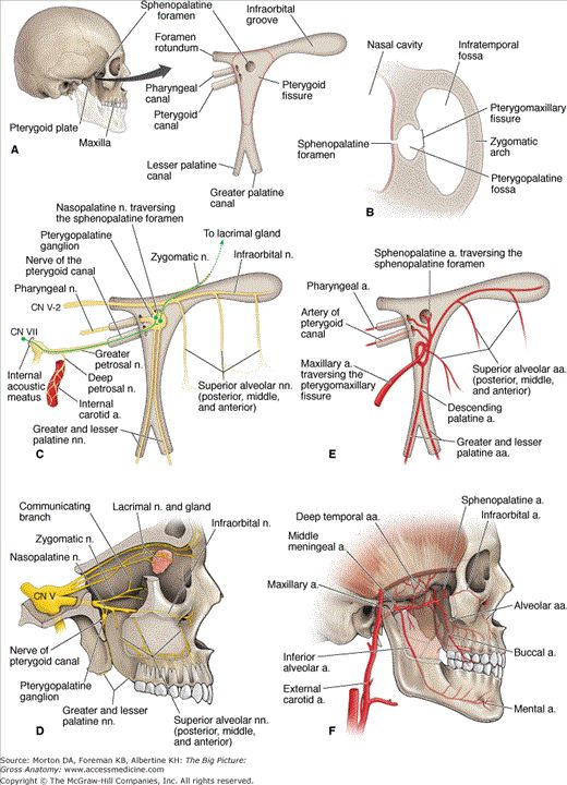 the anatomy of the head and neck is shown in three different views, including an image of