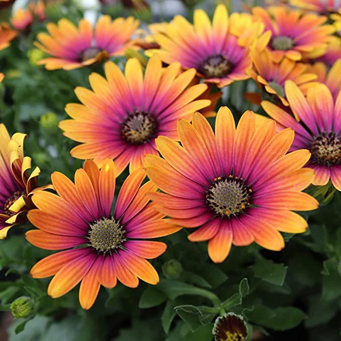 many orange and pink flowers in a garden