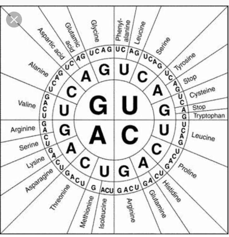 Codon To Protein Chart