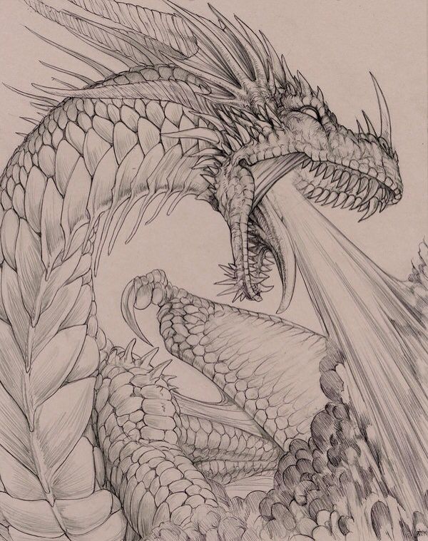 a pencil drawing of a dragon with its head in the air and wings out, it's mouth open