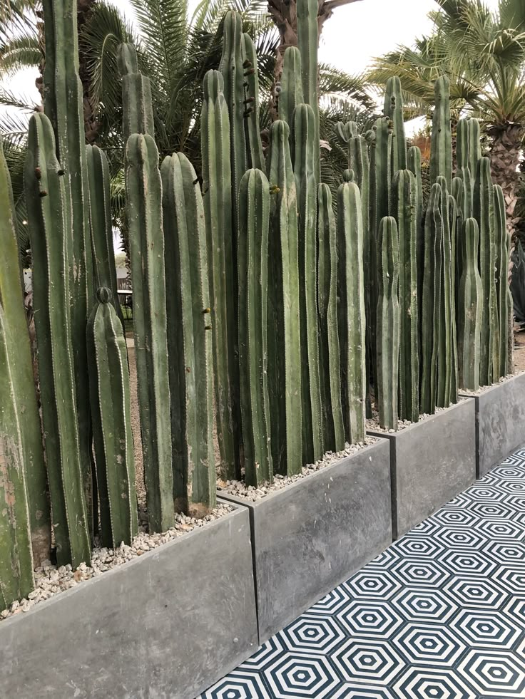 several large cactus plants are lined up against the wall