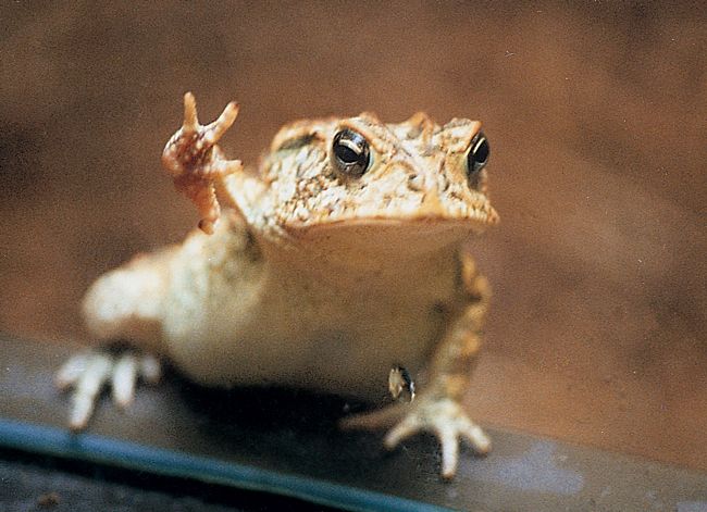 a small frog sitting on top of a table