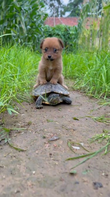 a small dog sitting on top of a turtle in the middle of a dirt road