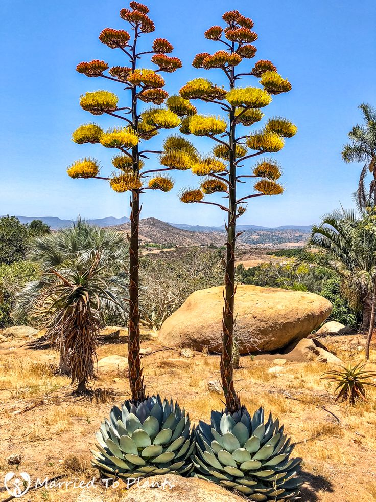 some very pretty looking plants in the desert