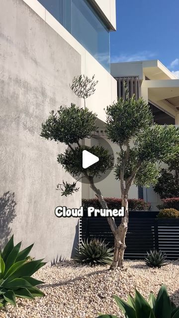 a tree in front of a building with the words cloud pruned on it