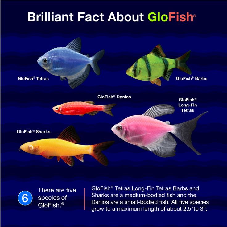 the different types of tropical fish are shown in this poster, which includes information on how to