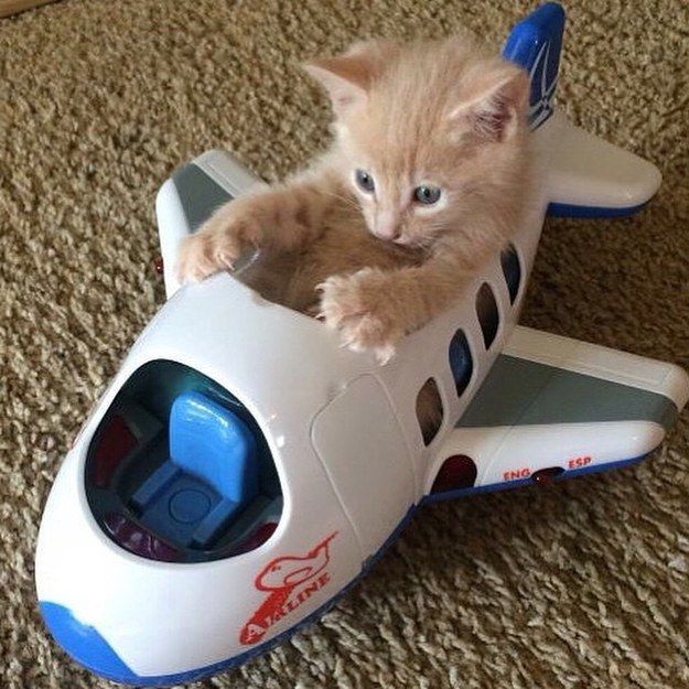 a kitten sitting on top of a toy airplane