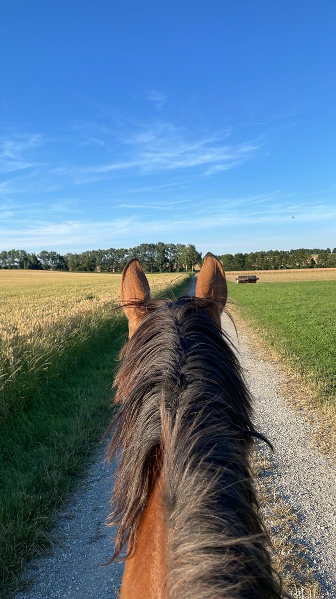 the back end of a horse's head as it walks down a gravel road