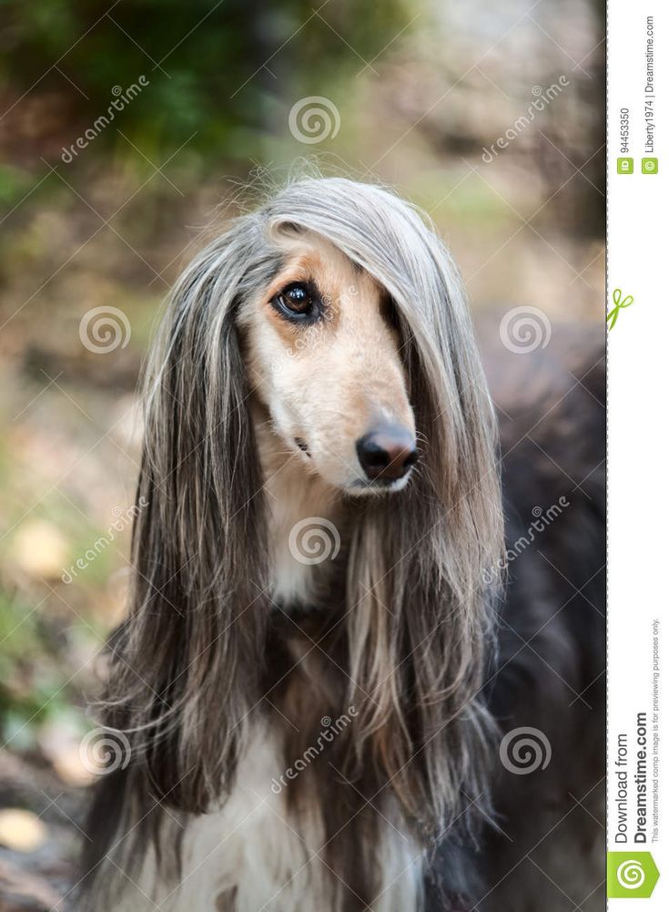 a long haired dachshund dog with grey hair