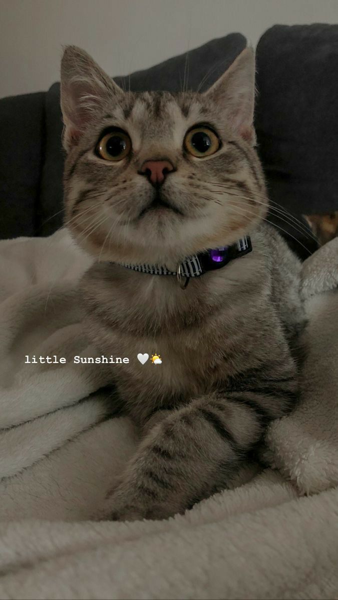 a cat sitting on top of a bed next to a white blanket and pillow with the caption little sunshine