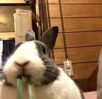 a close up of a rabbit holding something in its mouth