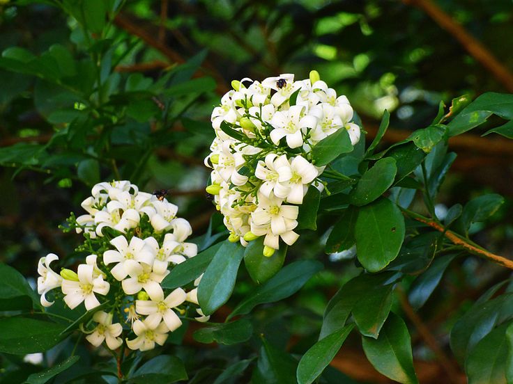 white flowers are blooming on a tree branch