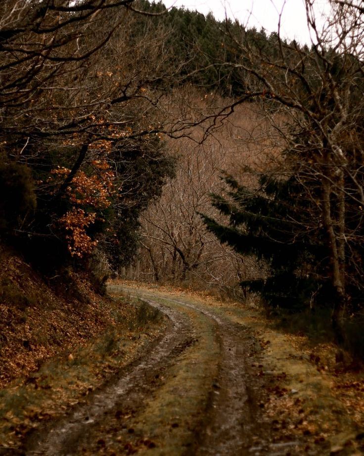 a dirt road surrounded by trees and leaves