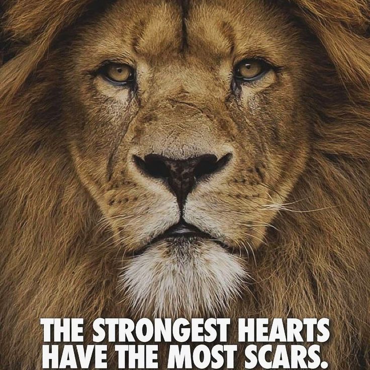 an image of a lion with the words prayer and power on it's face