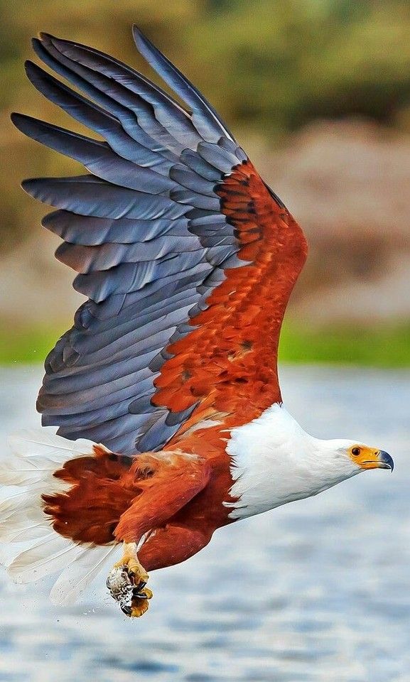 an eagle flying over the water with it's prey in its mouth and wings spread