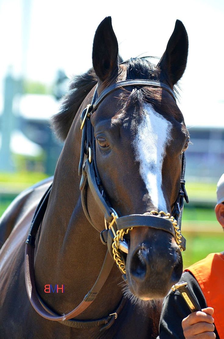 a man standing next to a brown horse with a white stripe on it's face