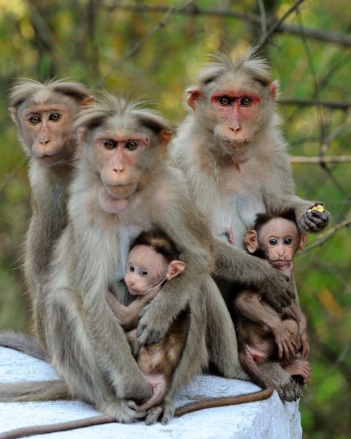 three monkeys sitting on top of each other in the middle of a group with their babies