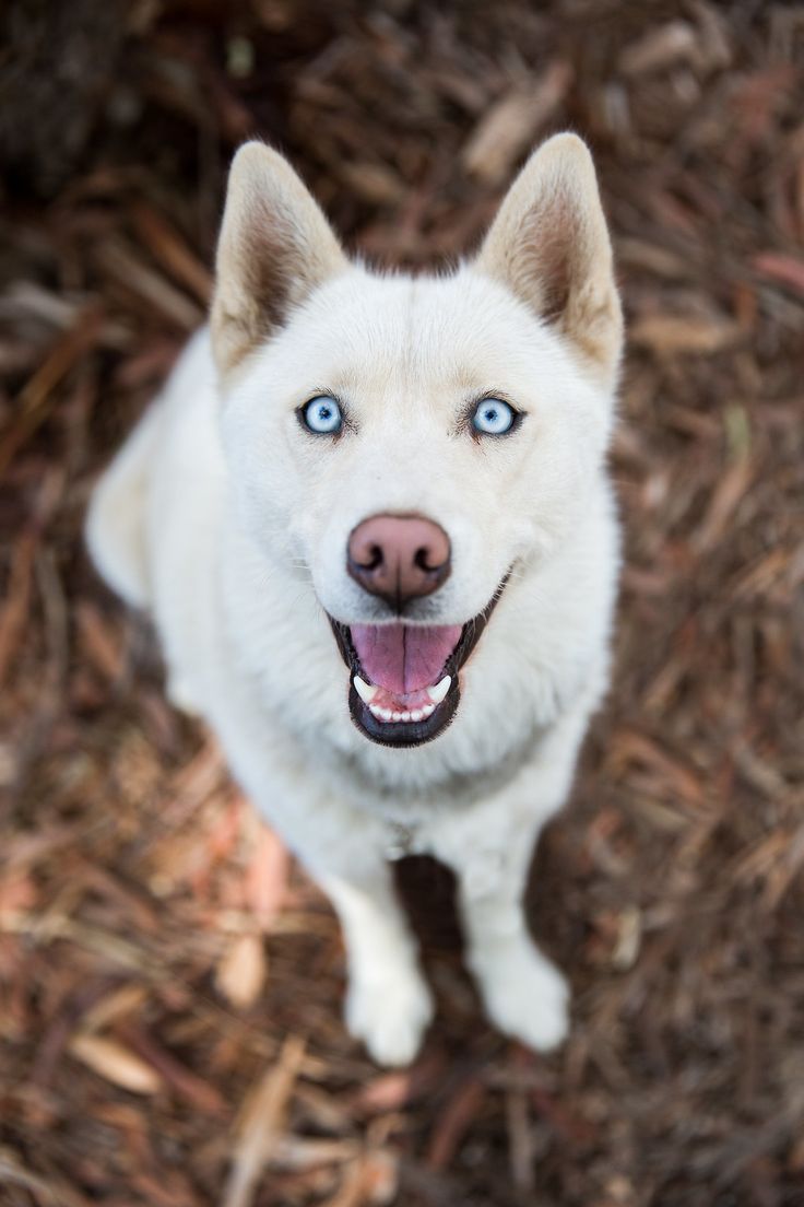 a white dog with blue eyes is looking up at the camera while standing on some dry grass