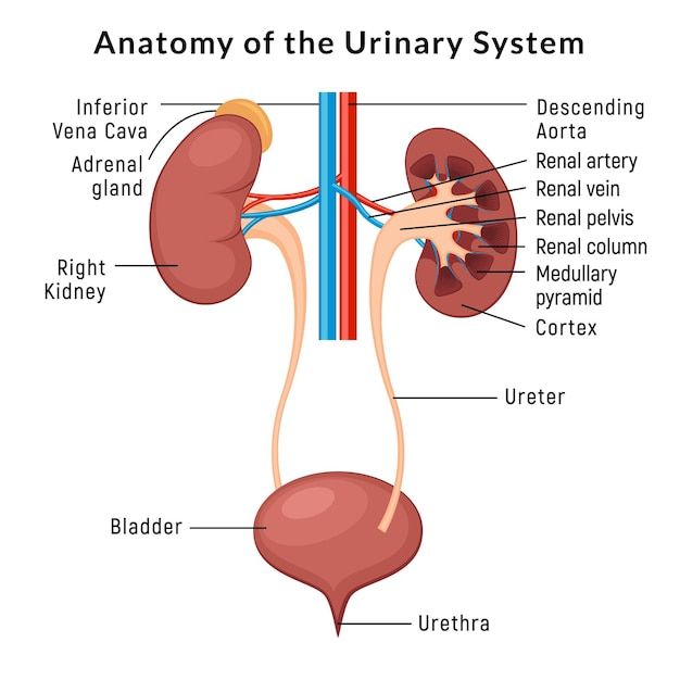 the anatomy of the urinary system