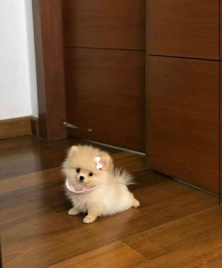 a small white dog sitting on top of a hard wood floor next to a door