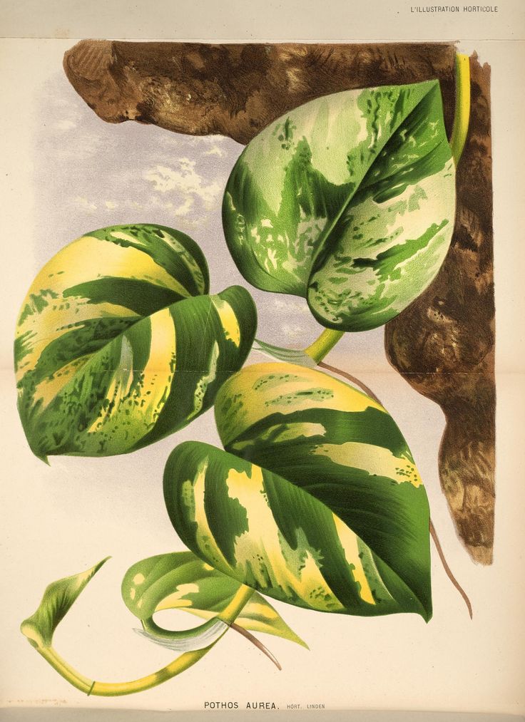 a painting of green leaves on a white background