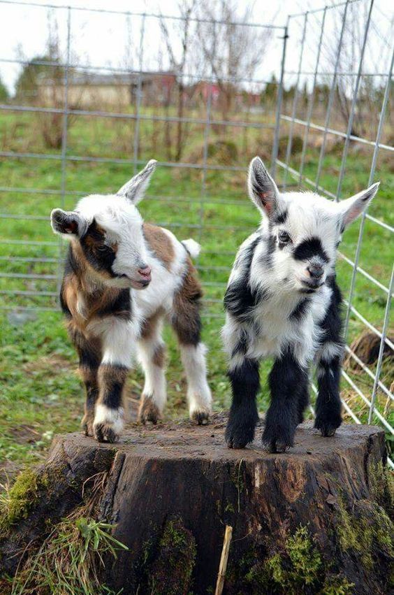 two baby goats standing on top of a tree stump