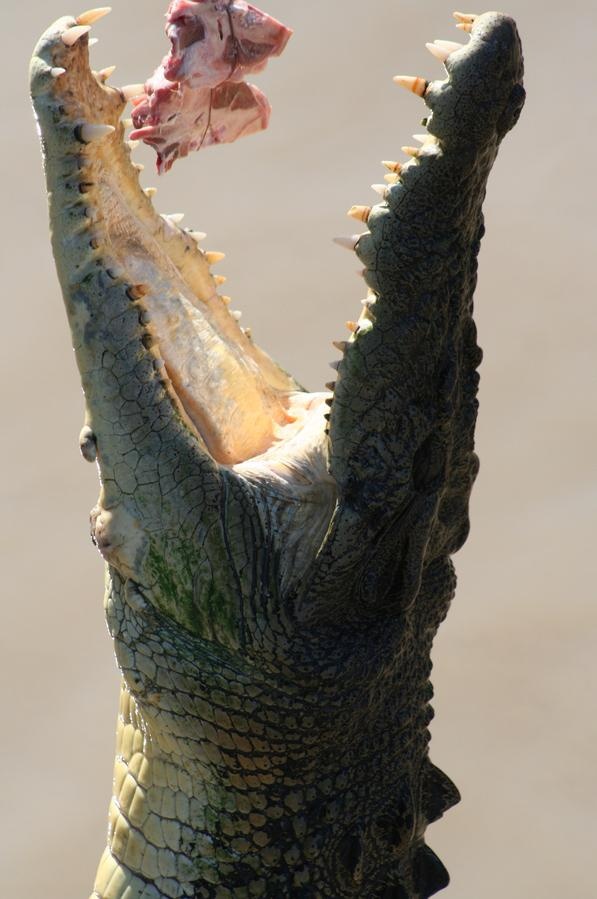 an alligator with its mouth open showing teeth